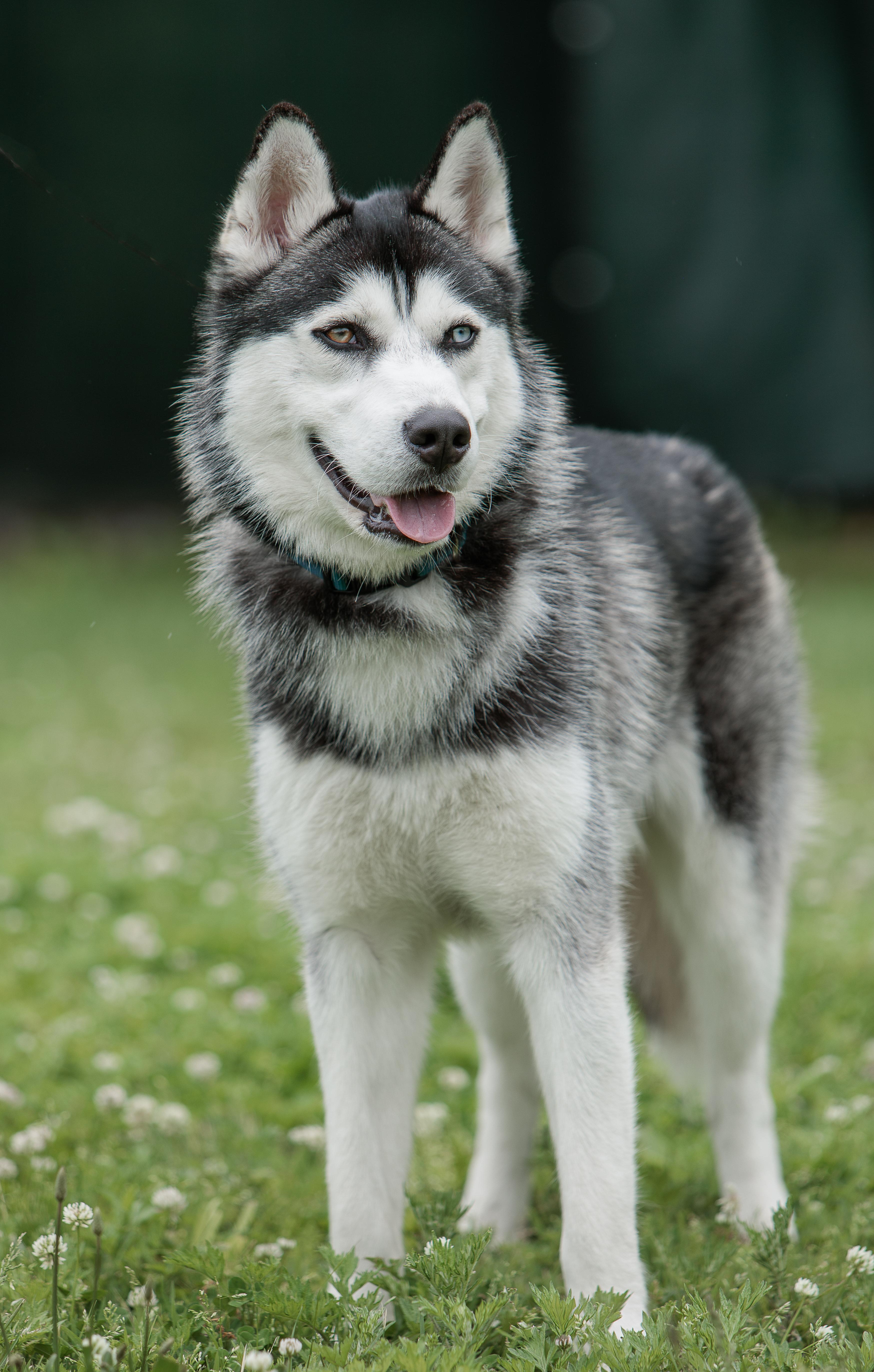Bodie, a ADOPTABLE Siberian Husky in Cranston, RI image 2/2