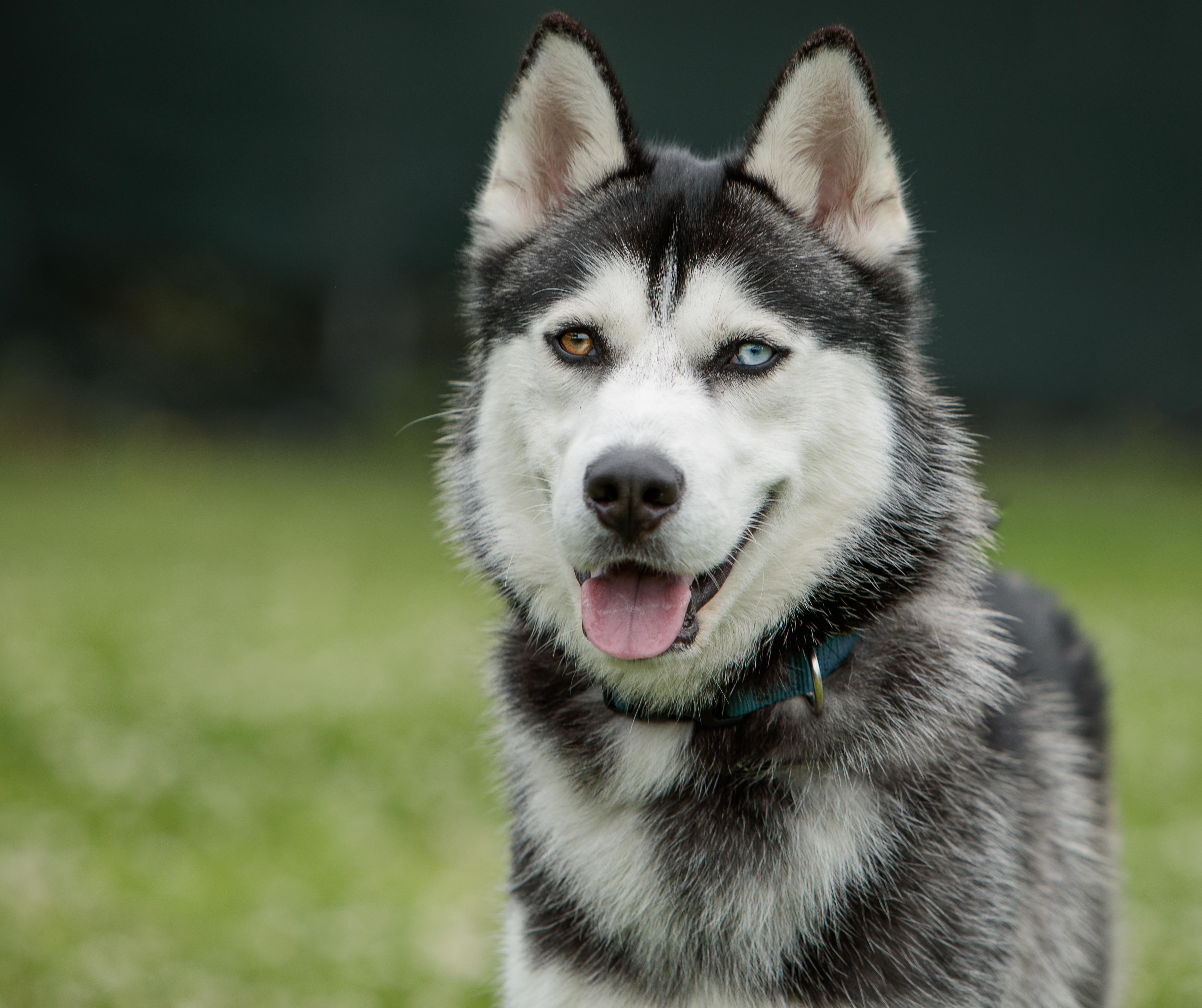 Bodie, ADOPTABLE, Young Male Siberian Husky.