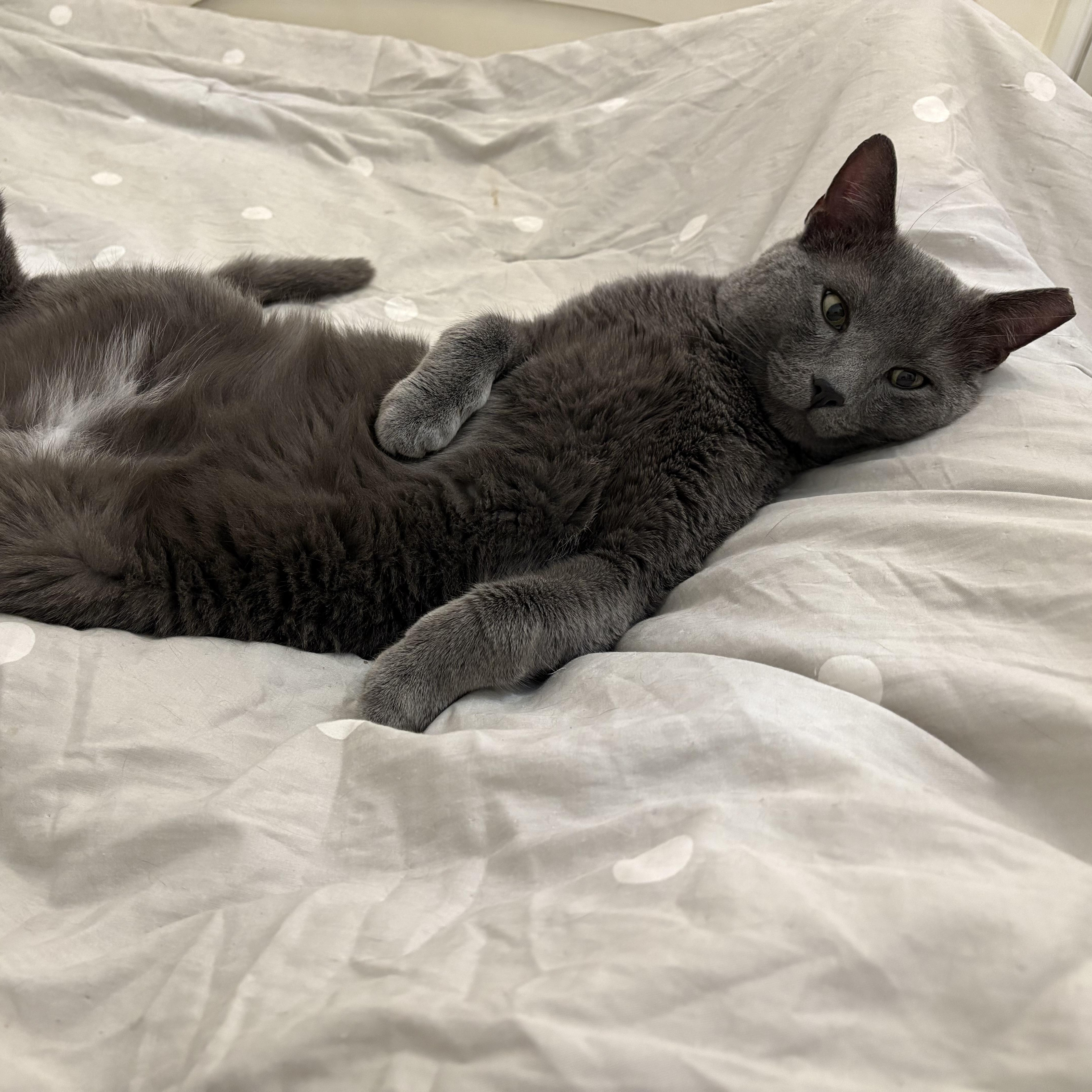 GRAY