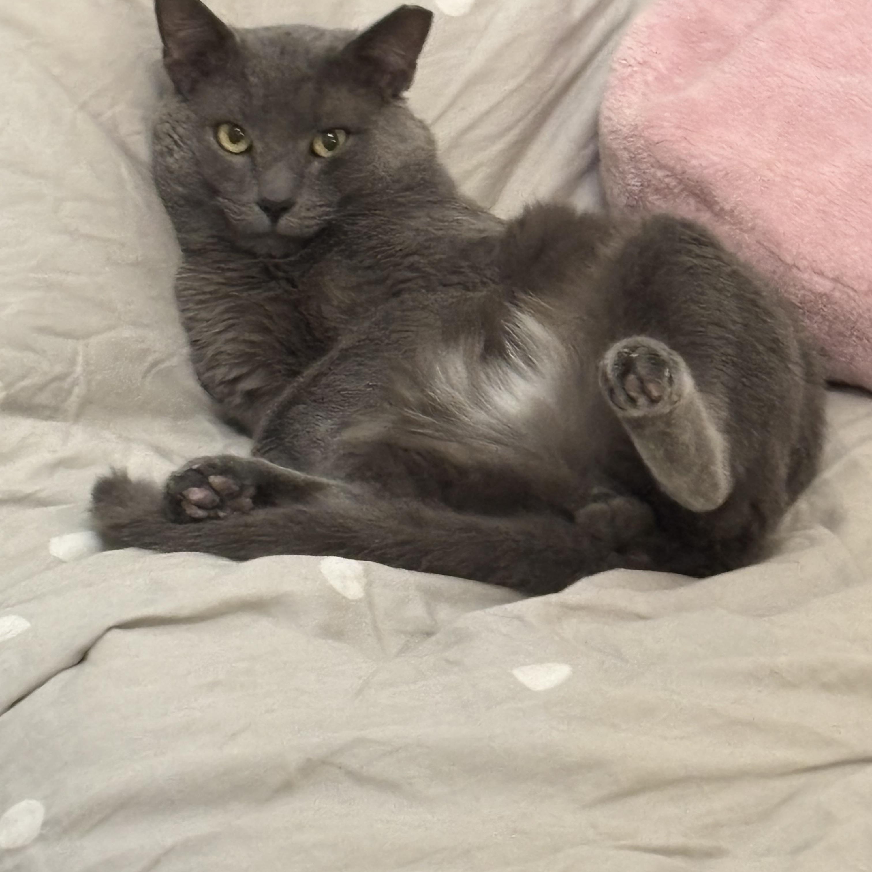 GRAY