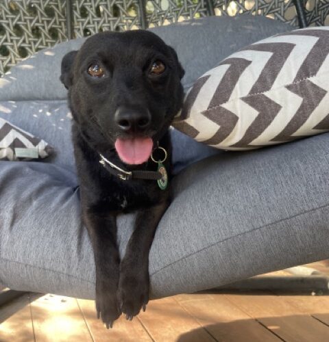 Jett- Courtesy Post photo 4