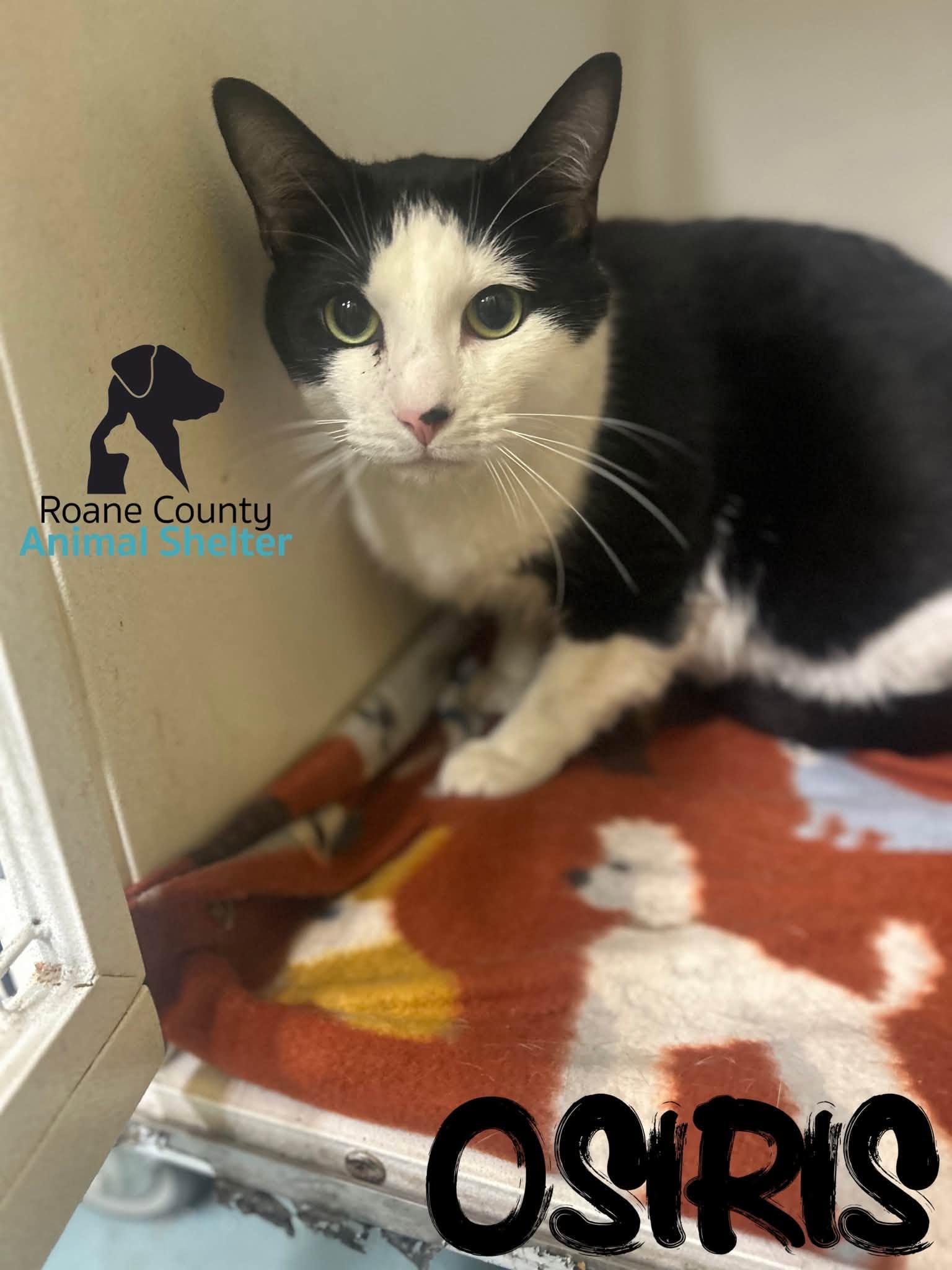 Enlarge Osiris, a Adoptable mixed breed in Rockwood, TN image 1/1