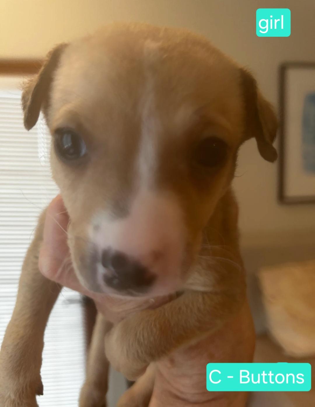 Enlarge Buttons, an adoptable mixed breed in Tacoma, WA image 1/2