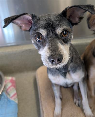 Enlarge GIZMO, a Adoptable mixed breed in San Martin, CA image 1/1