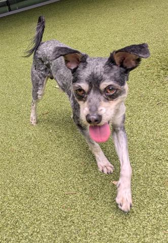 Enlarge GIZMO, a Adoptable mixed breed in San Martin, CA image 1/1