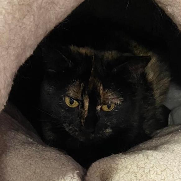 Enlarge 21-244 Annalisa, a Adoptable Domestic Short Hair in North Branford, CT image 1/2