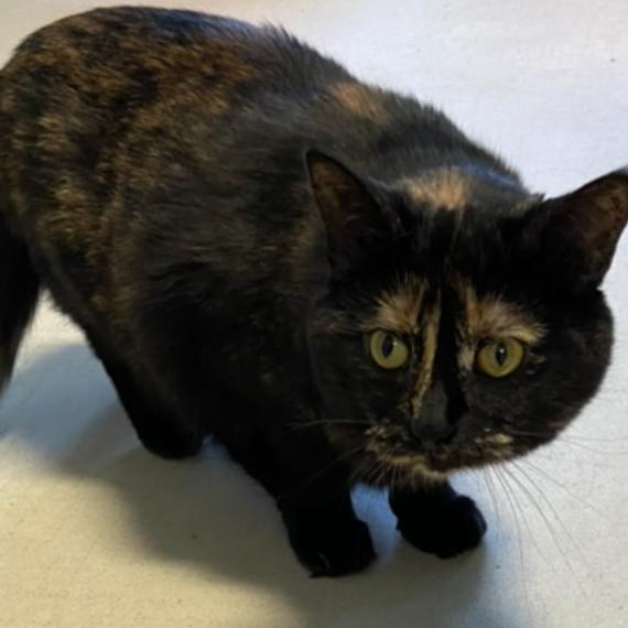 Enlarge 21-244 Annalisa, a Adoptable Domestic Short Hair in North Branford, CT image 2/2