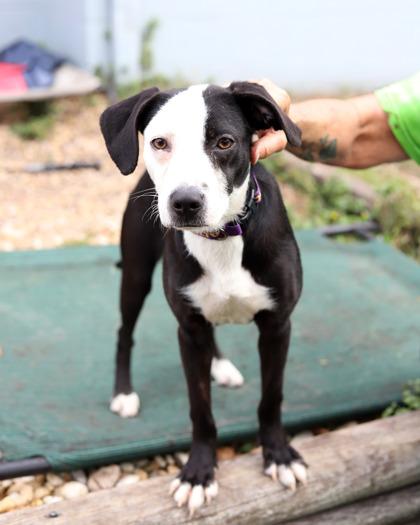 Snoopy, Adoptable, Puppy Female Mixed Breed & Mixed Breed.