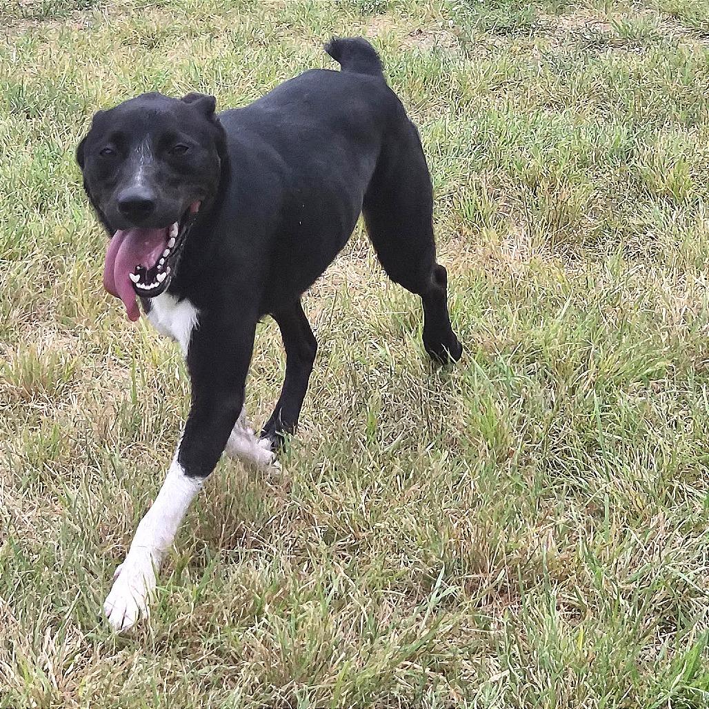 Natalie, a Adoptable mixed breed in Buchanan Dam, TX image 1/2