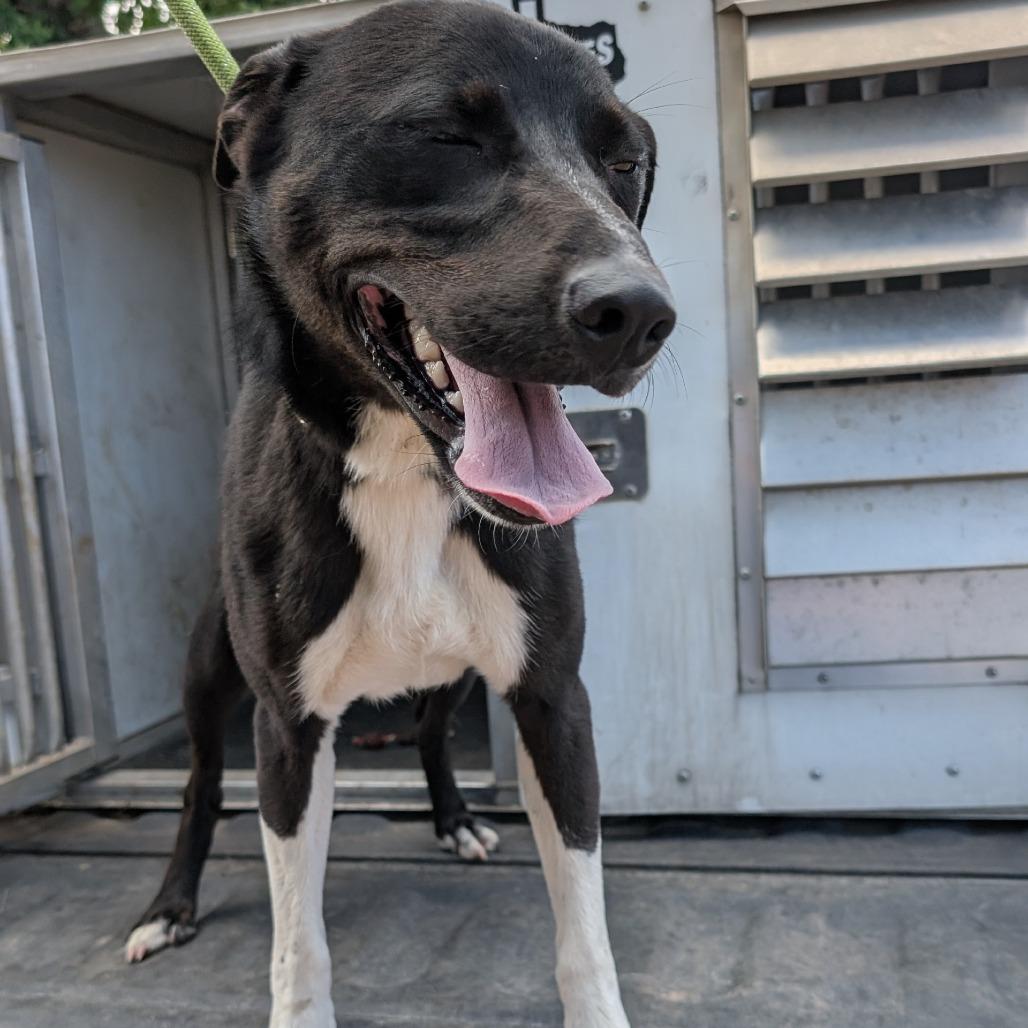 Natalie, a Adoptable mixed breed in Buchanan Dam, TX image 2/2