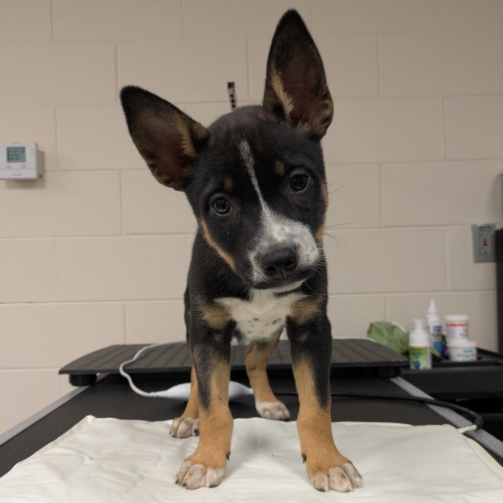 Echo, Adoptable, Puppy Female Husky & Australian Cattle Dog / Blue Heeler.