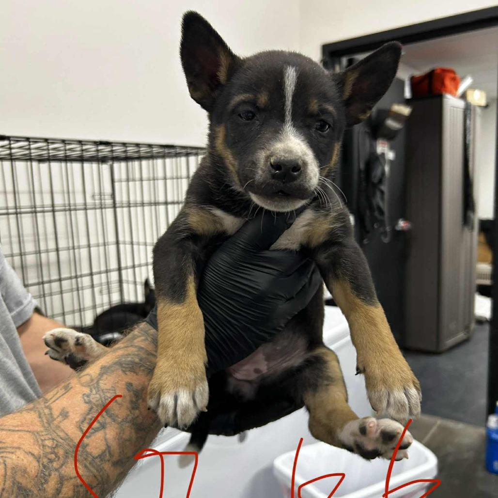 Enlarge Echo, a Adoptable mixed breed in Manhattan, KS image 3/3