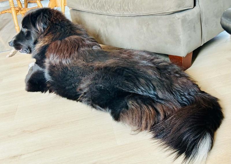Percy, a ADOPTABLE mixed breed in Bancroft, ON image 2/4