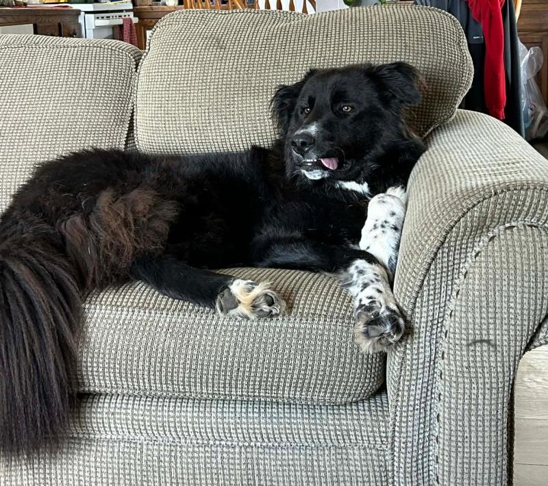 Percy, a ADOPTABLE mixed breed in Bancroft, ON image 1/4
