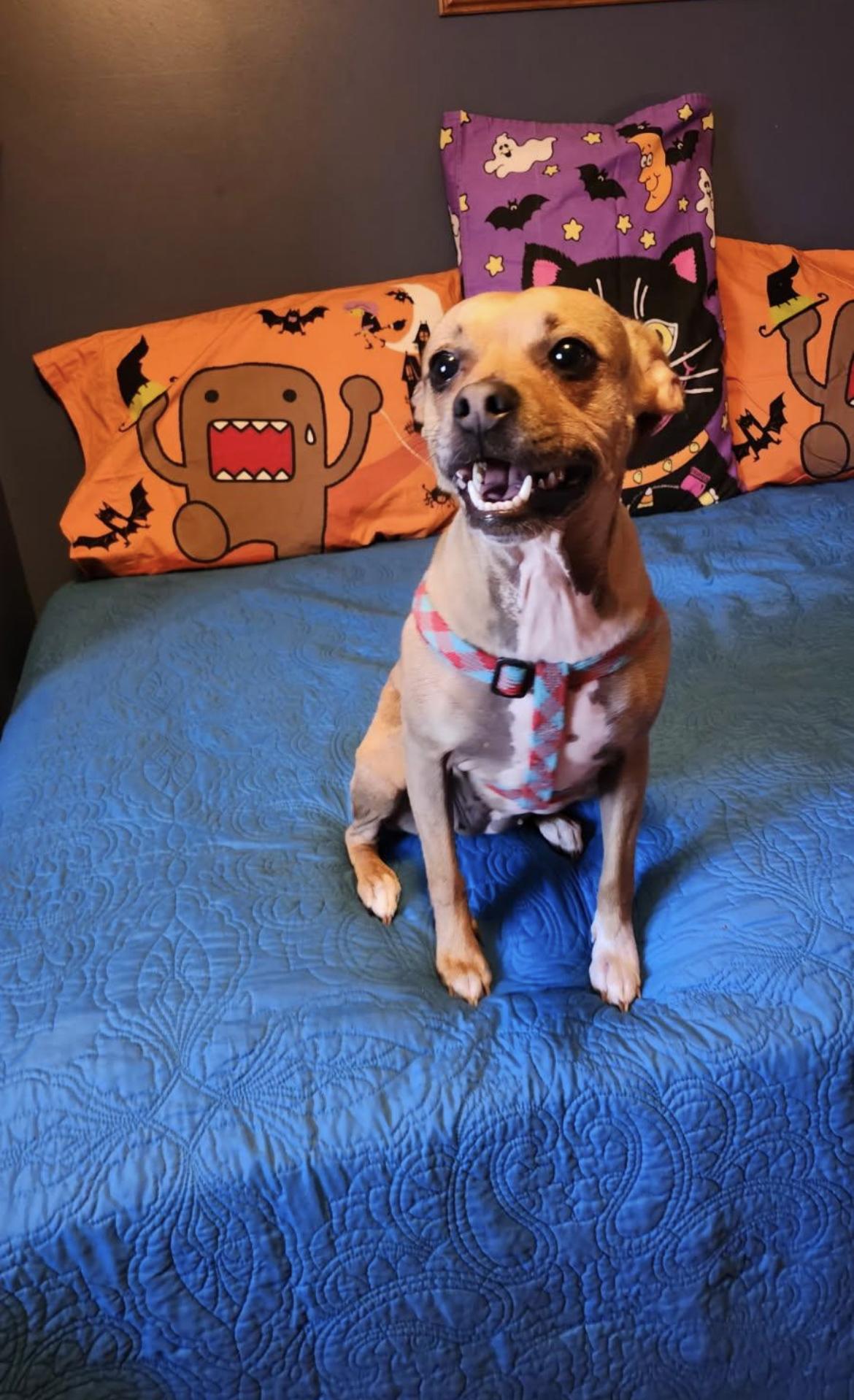 Sasha, Adoptable, Adult Female Chug.