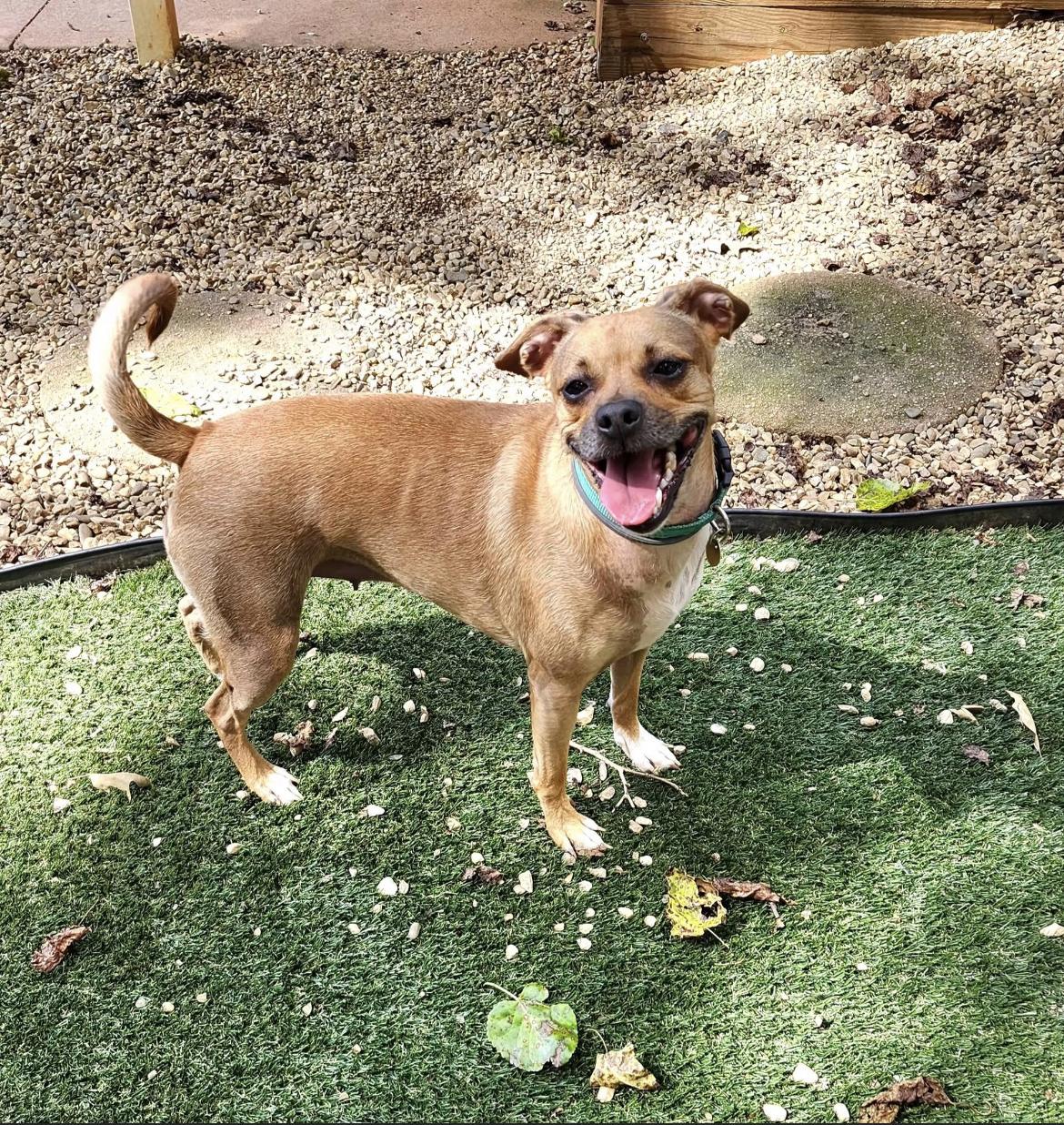 Sasha, a Adoptable mixed breed in Gordonsville , VA image 2/4