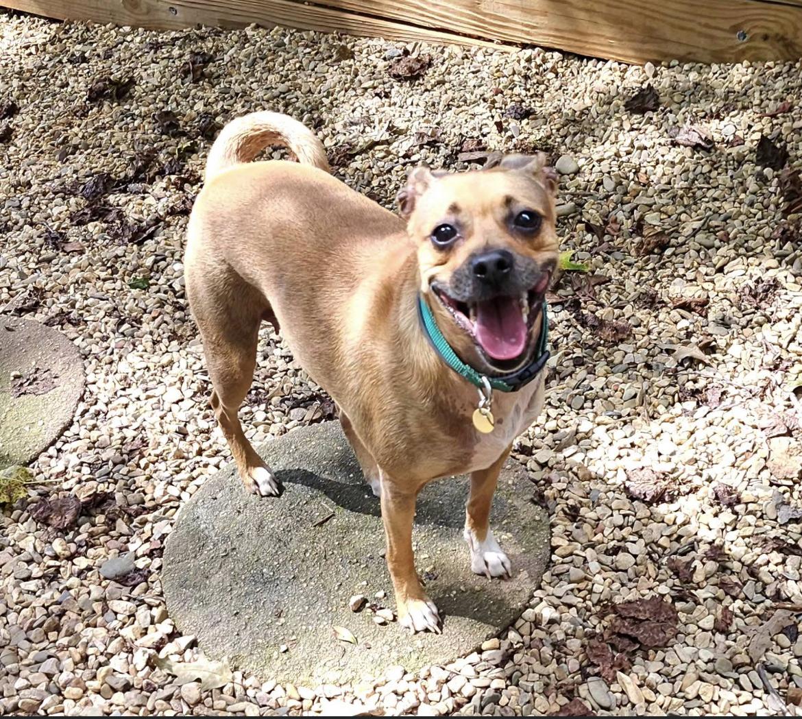 Sasha, a Adoptable mixed breed in Gordonsville , VA image 3/4