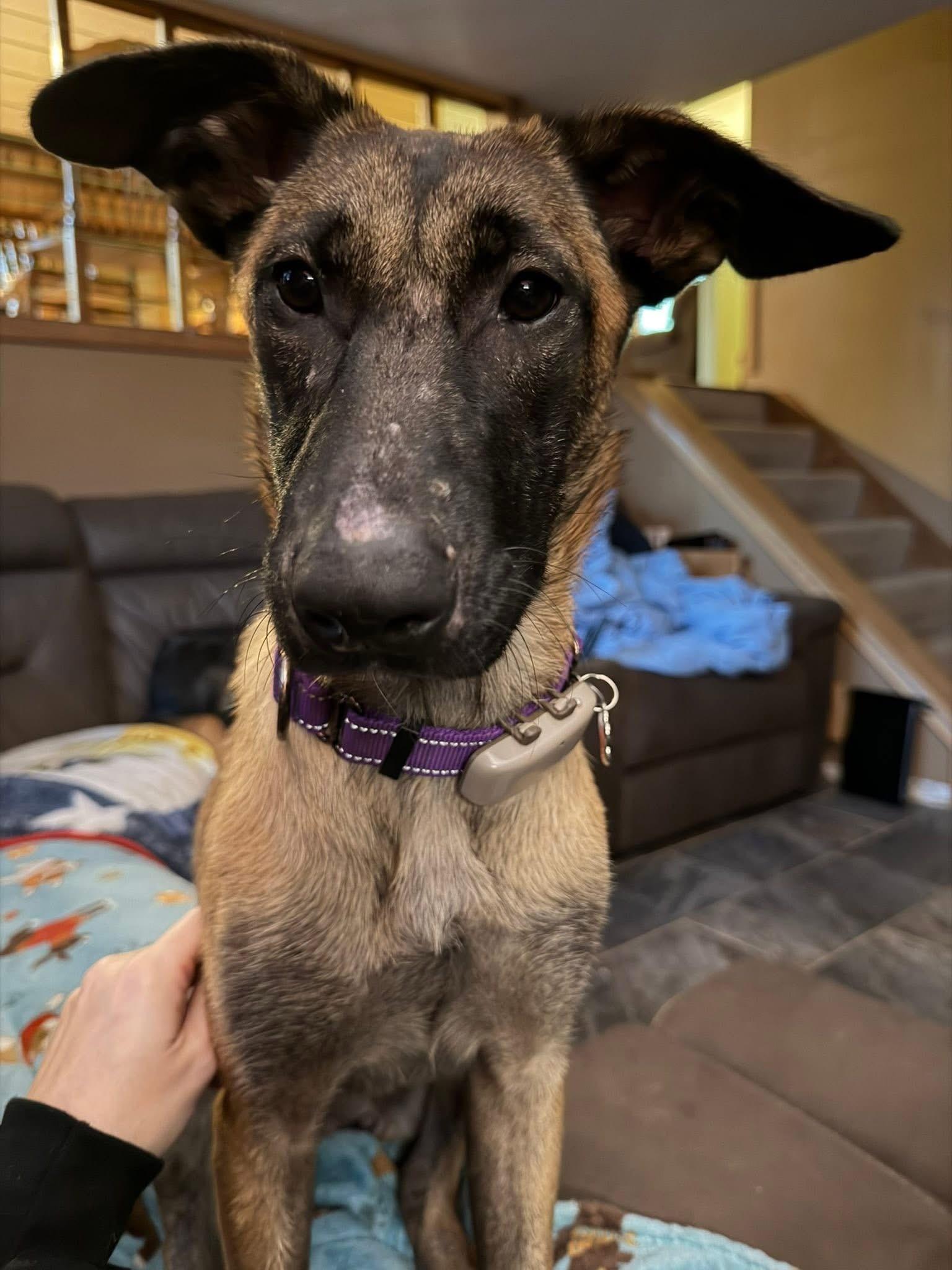 Enlarge Camille, a ADOPTABLE Belgian Shepherd / Malinois in Grafton, OH image 4/4