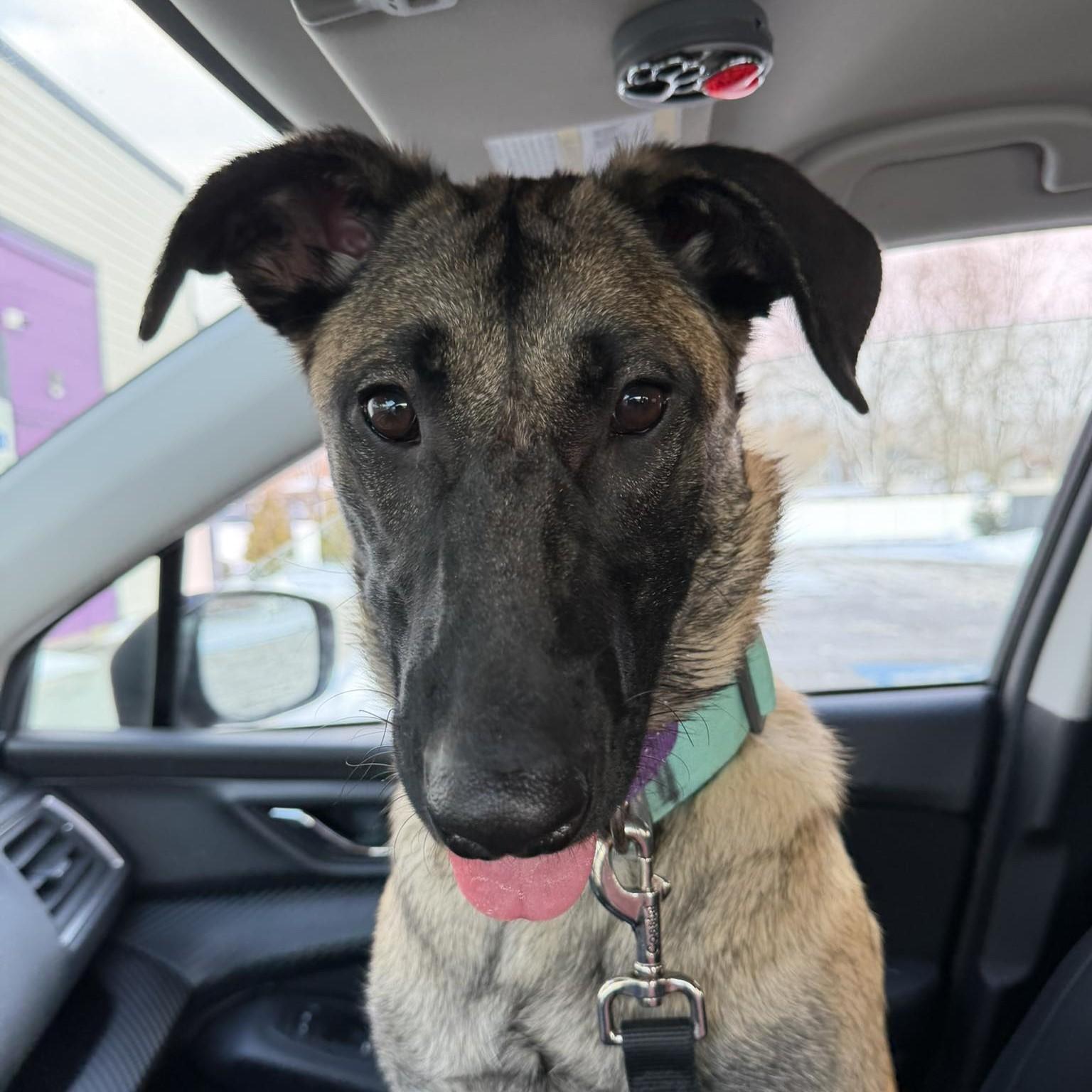 Enlarge Camille, a ADOPTABLE Belgian Shepherd / Malinois in Grafton, OH image 1/4