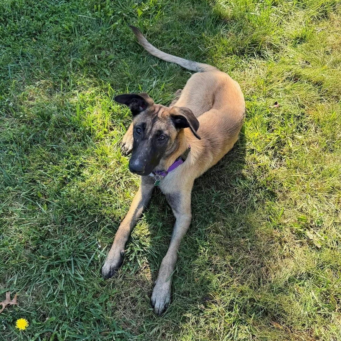 Enlarge Camille, a ADOPTABLE Belgian Shepherd / Malinois in Grafton, OH image 2/4