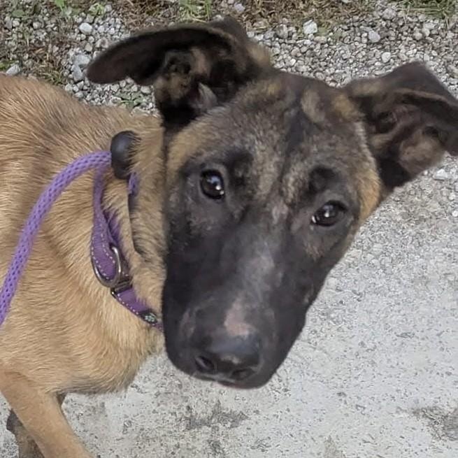 Enlarge Camille, a ADOPTABLE Belgian Shepherd / Malinois in Grafton, OH image 3/4