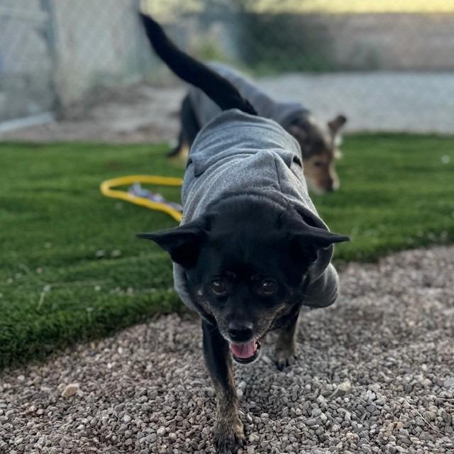 Gnarly, Adoptable, Adult Female Chihuahua.