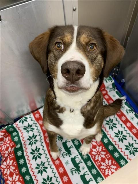 CALLIE, Adoptable, Adult Female Husky & Labrador Retriever.