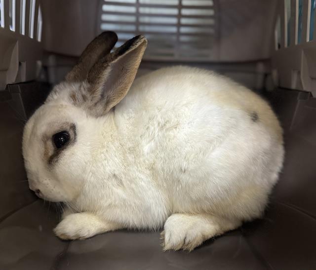 SUGAR COOKIE, Adoptable, Adult Male Bunny Rabbit.