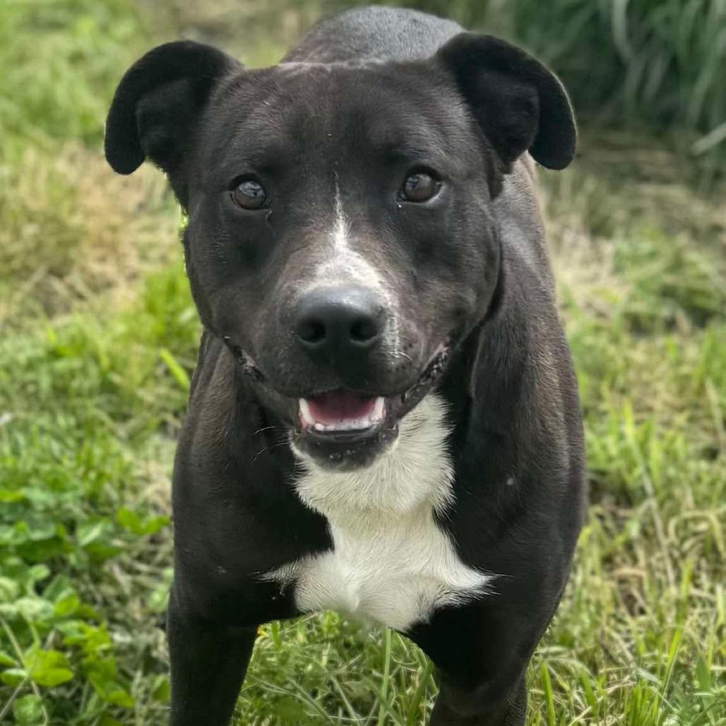 Paddy *, Adoptable, Adult Male Boxer & Mixed Breed.