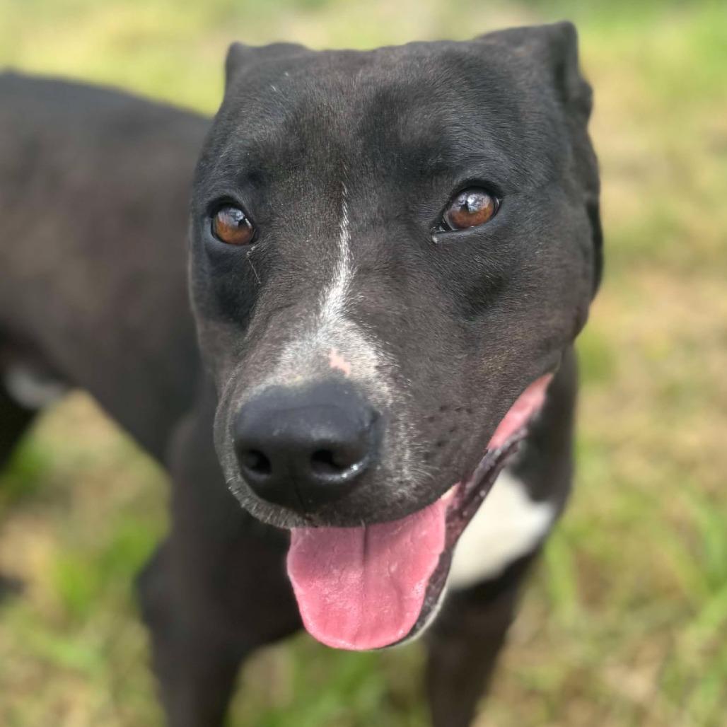 Enlarge Paddy *, a Adoptable mixed breed in Hackett, AR image 2/2