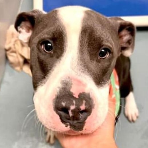Dog for adoption Tibby, an American Staffordshire Terrier in Erie, PA