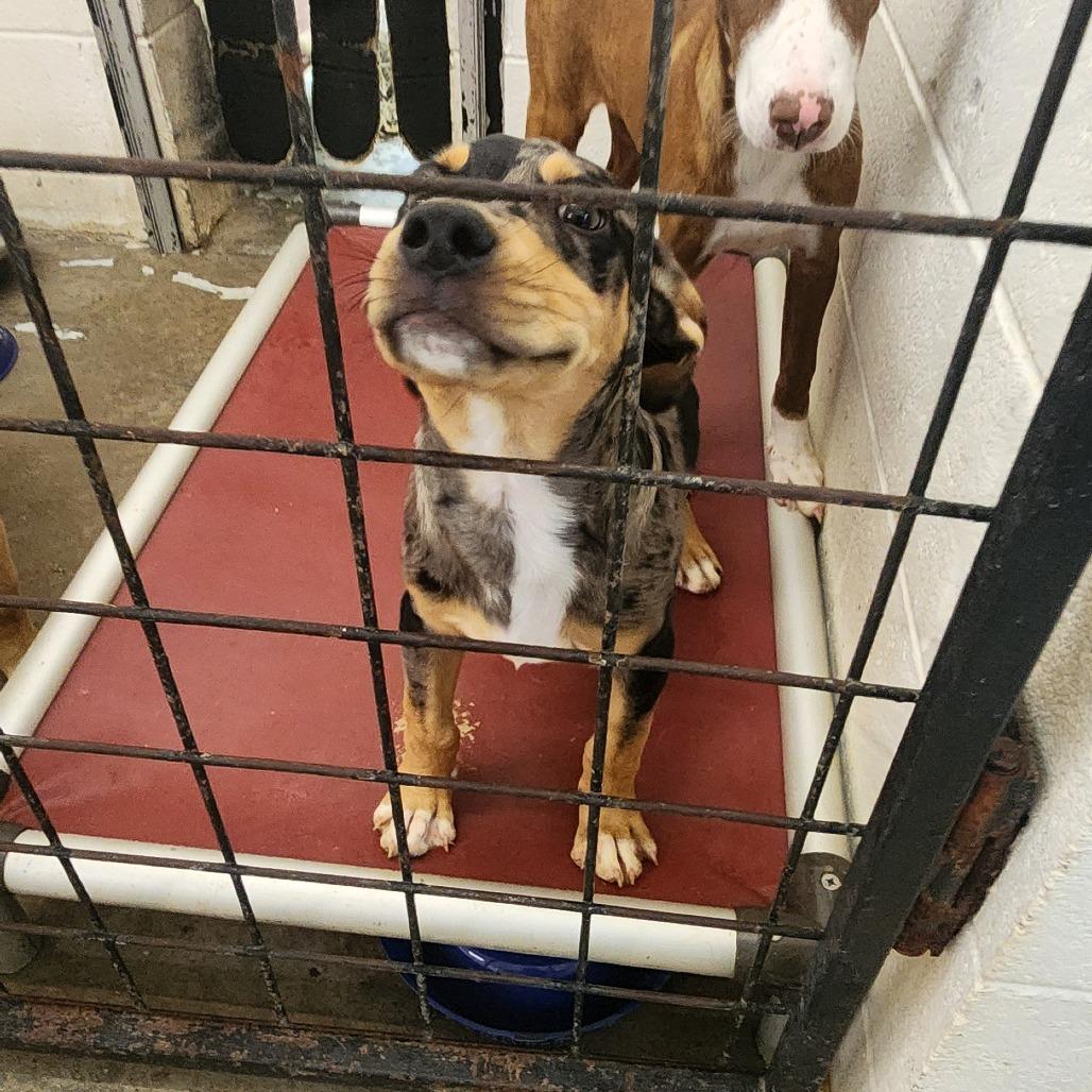 CT Stimpy, Adoptable, Puppy Male Australian Cattle Dog / Blue Heeler & Mixed Breed.