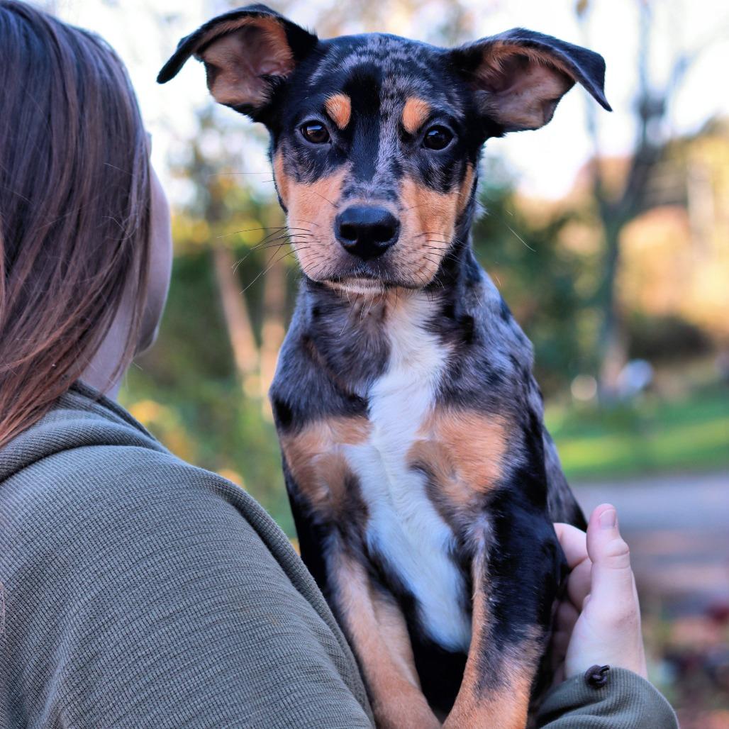 Enlarge CT Stimpy, a Adoptable mixed breed in Stormville, NY image 2/6