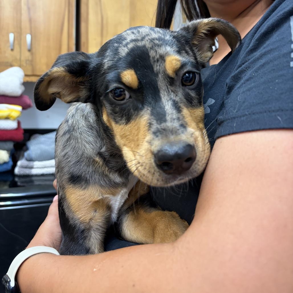 Enlarge CT Stimpy, a Adoptable mixed breed in Stormville, NY image 3/6