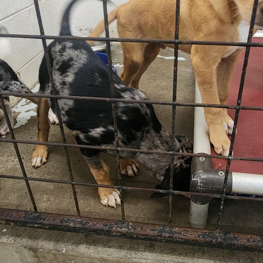 Enlarge CT Stimpy, a Adoptable mixed breed in Stormville, NY image 4/6