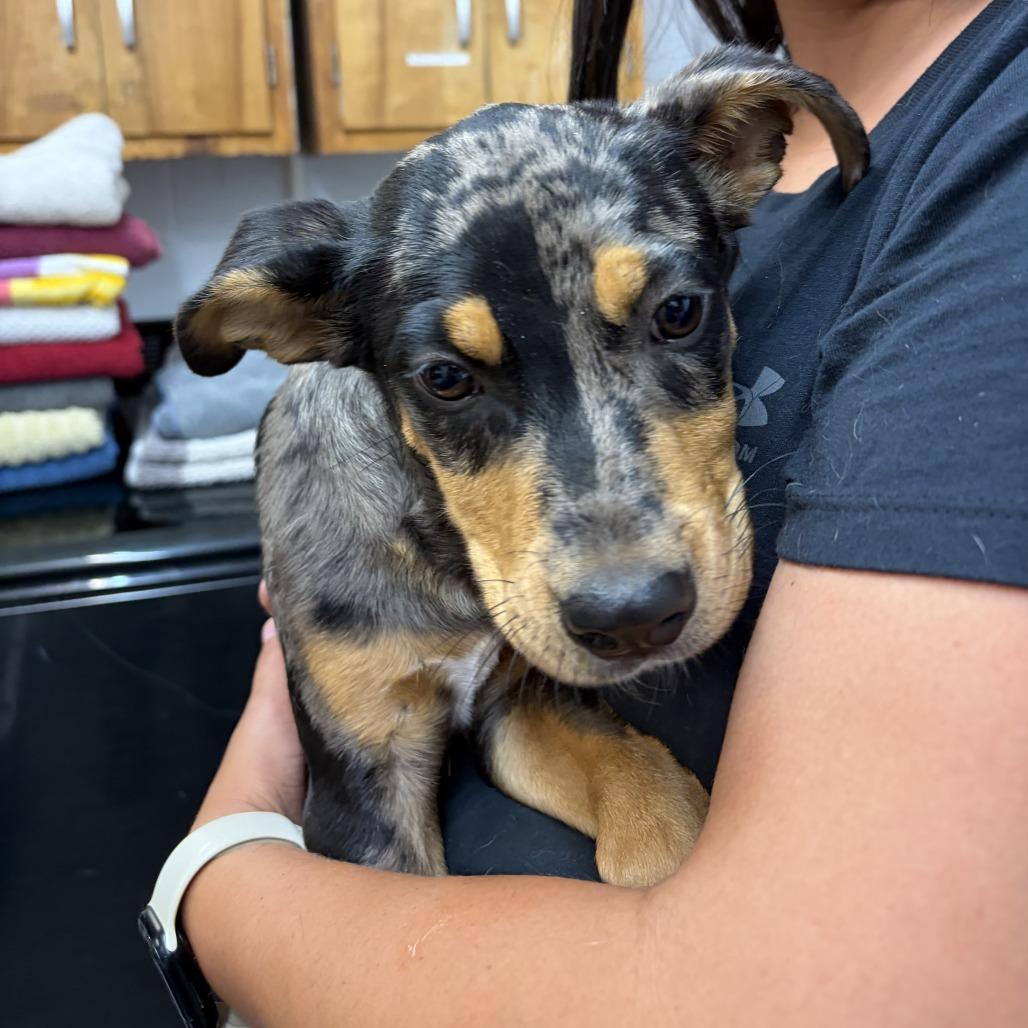 Enlarge CT Stimpy, a Adoptable mixed breed in Stormville, NY image 5/6