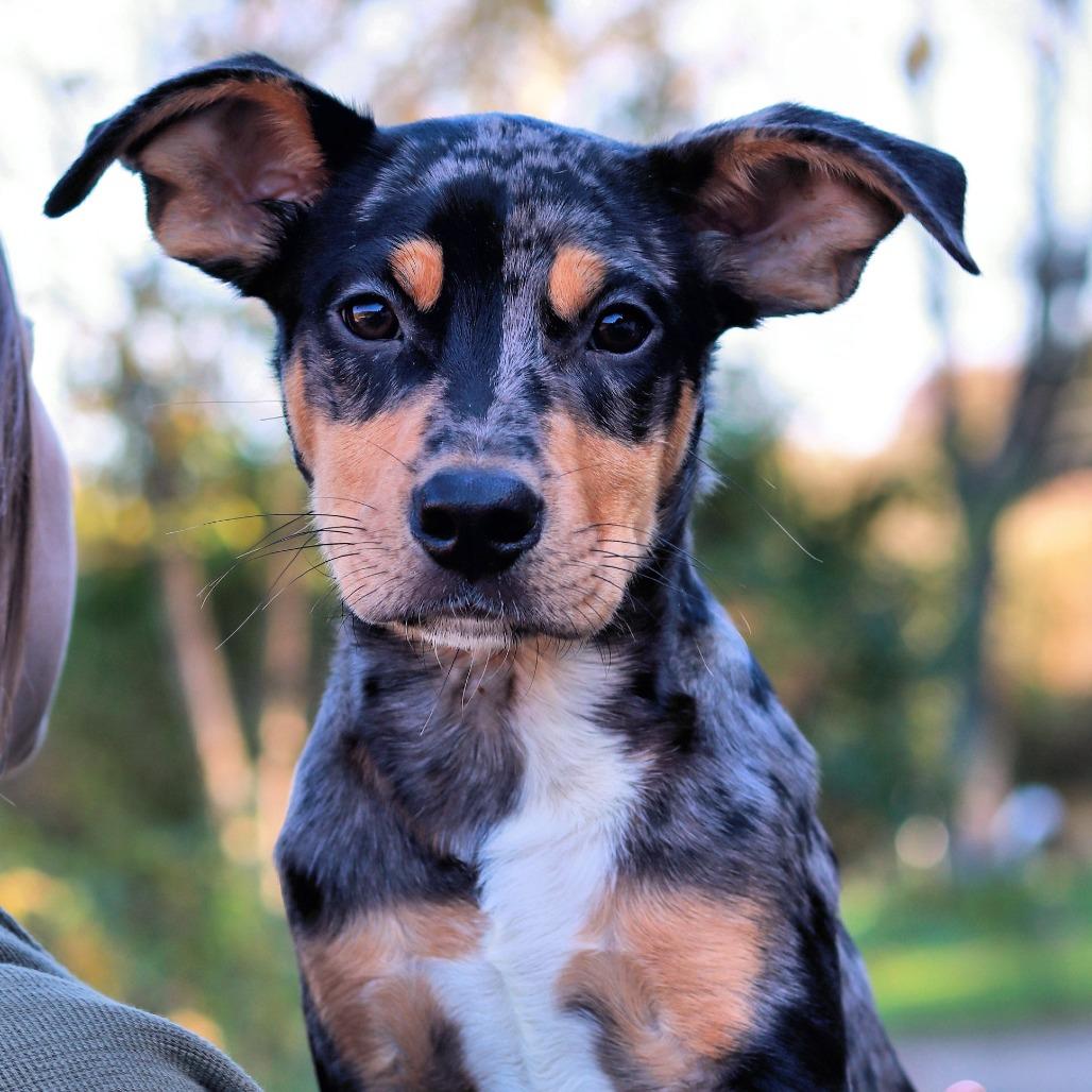 Enlarge CT Stimpy, a Adoptable mixed breed in Stormville, NY image 6/6