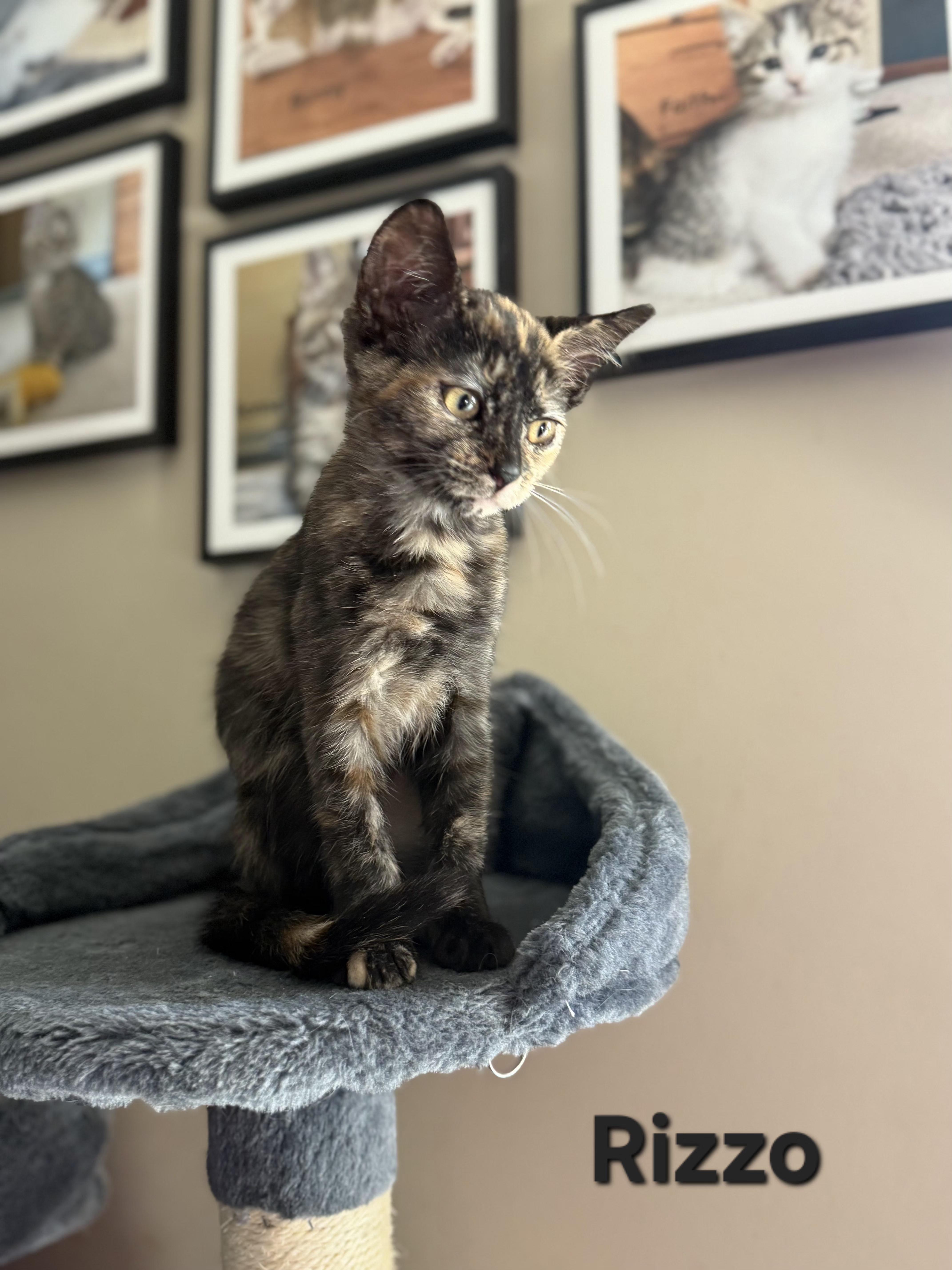 Frenchie (siblings are Danny, Sandy & Rizzo), a Adoptable Tortoiseshell in Brighton, MI image 2/4