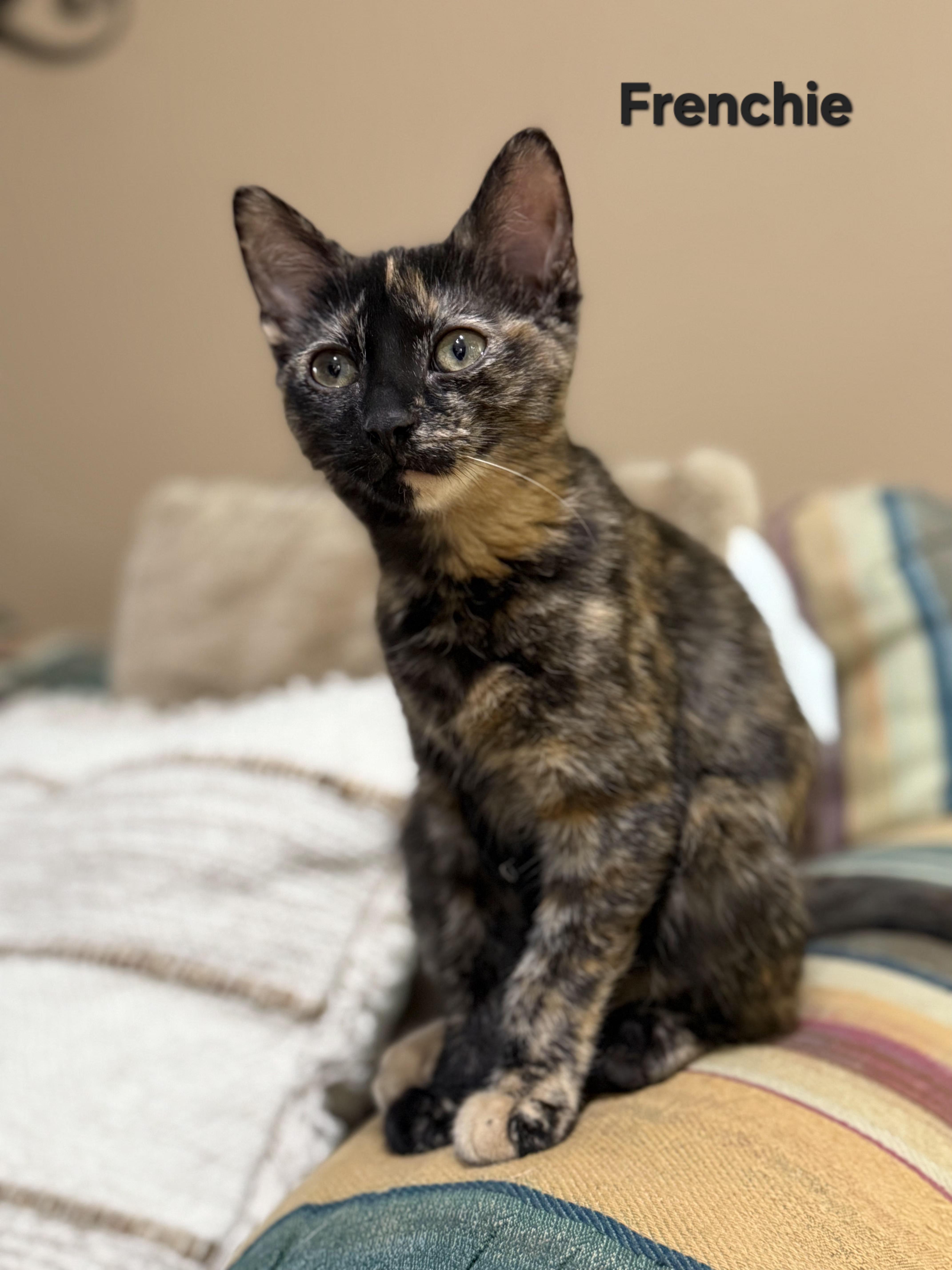Frenchie (siblings are Danny, Sandy & Rizzo), a Adoptable Tortoiseshell in Brighton, MI image 3/4