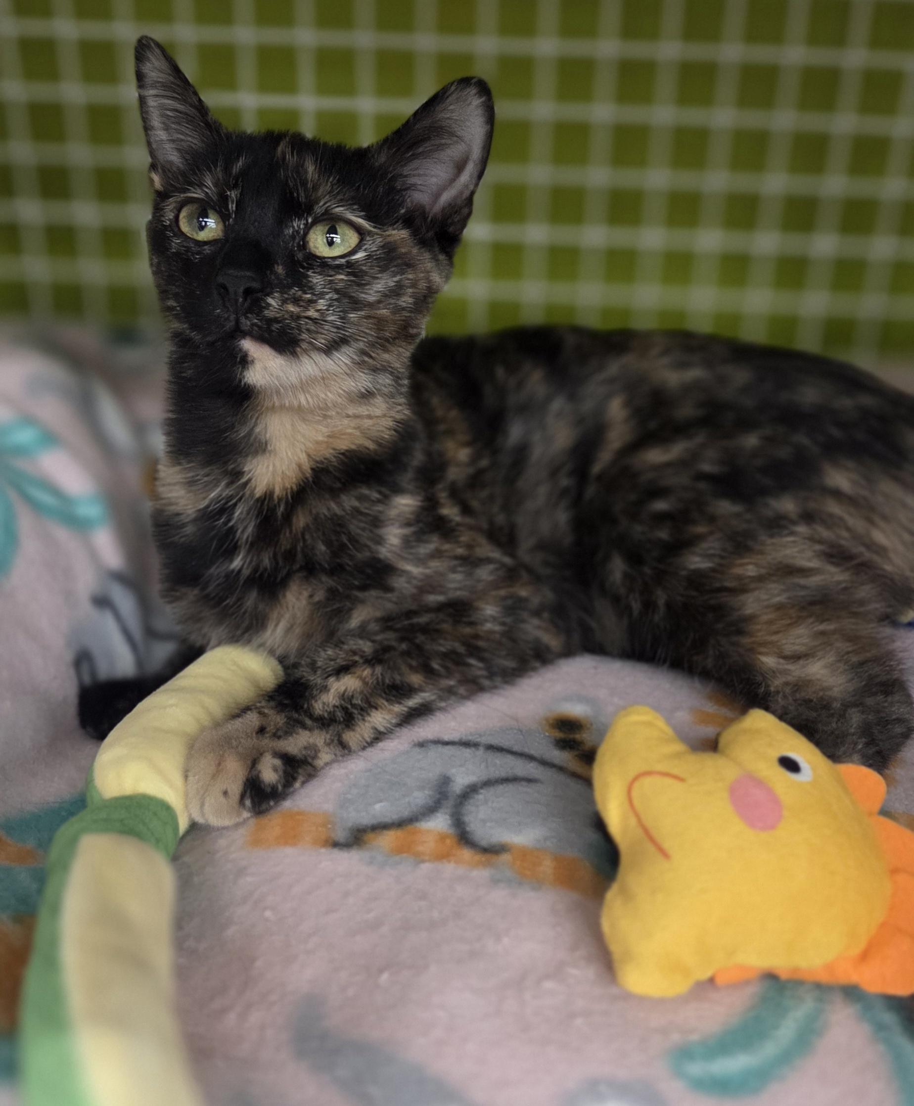 Enlarge Frenchie (siblings are Danny, Sandy & Rizzo), an adopted Tortoiseshell in Brighton, MI image 1/6