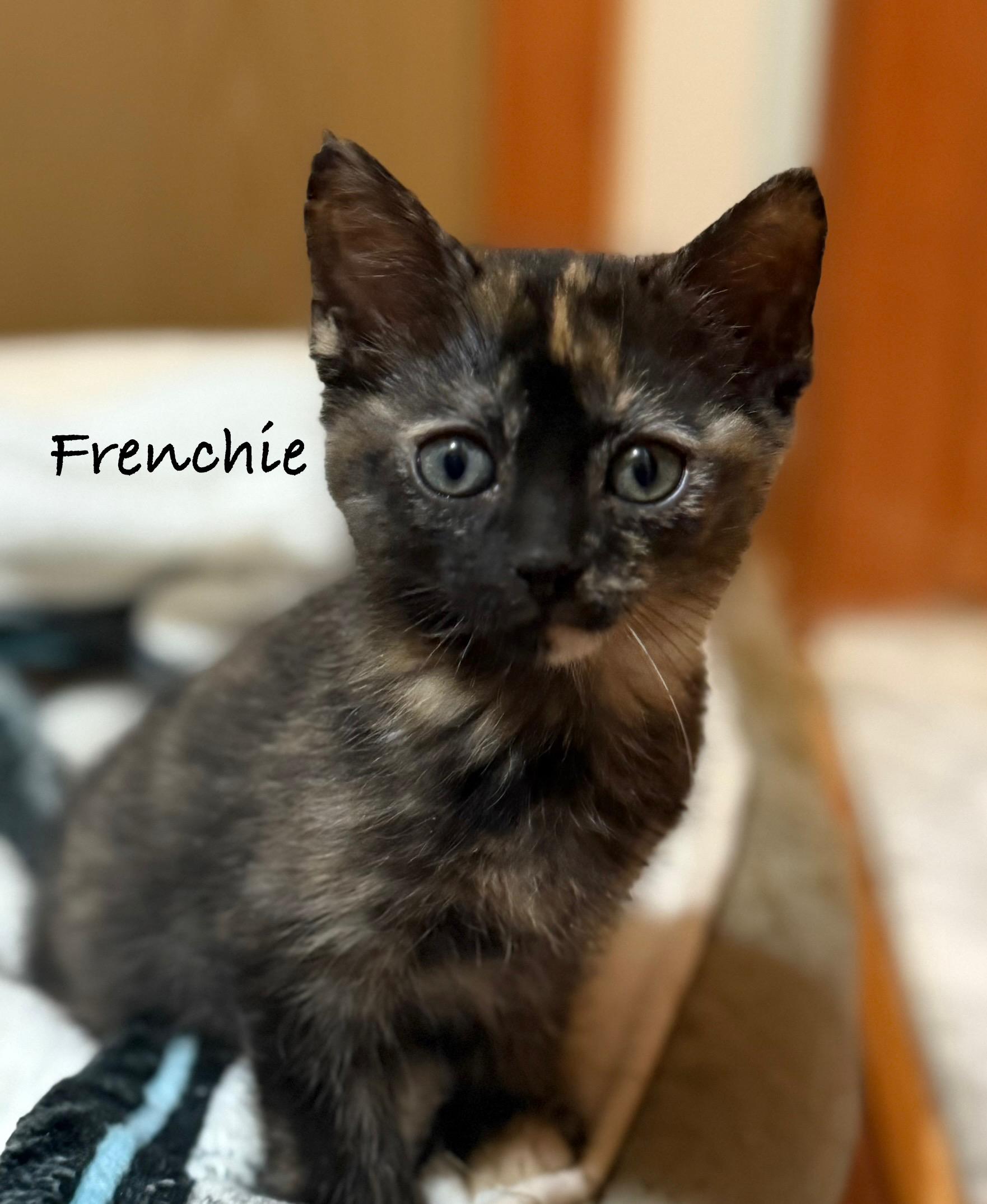 Frenchie (siblings are Danny, Sandy & Rizzo), Adoptable, Kitten Female Tortoiseshell.