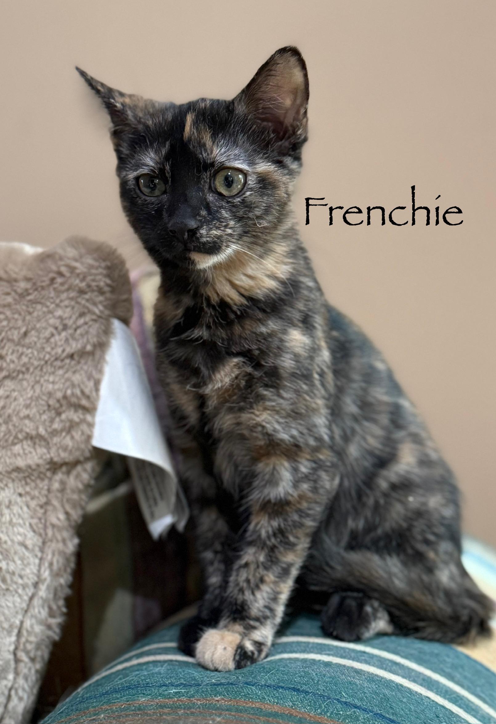 Frenchie (siblings are Danny, Sandy & Rizzo), a Adoptable Tortoiseshell in Brighton, MI image 4/4