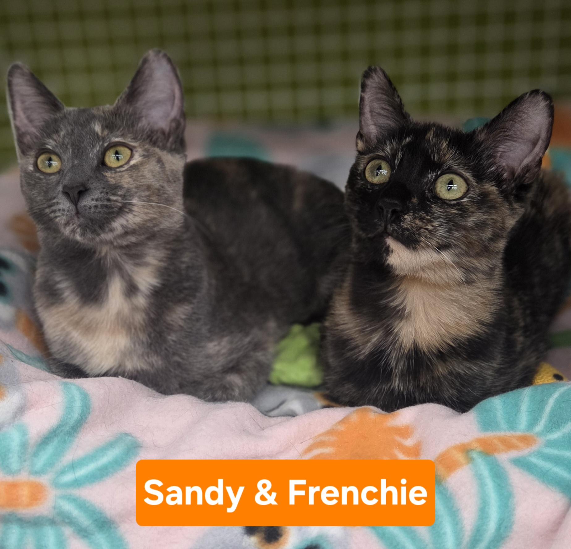 Enlarge Frenchie (siblings are Danny, Sandy & Rizzo), an adopted Tortoiseshell in Brighton, MI image 2/6