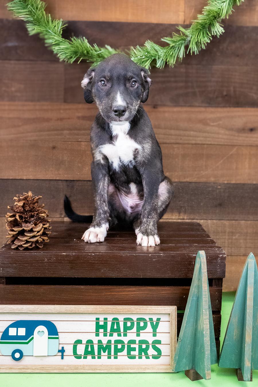 469-26, ADOPTABLE, Puppy Male Pit Bull Terrier.