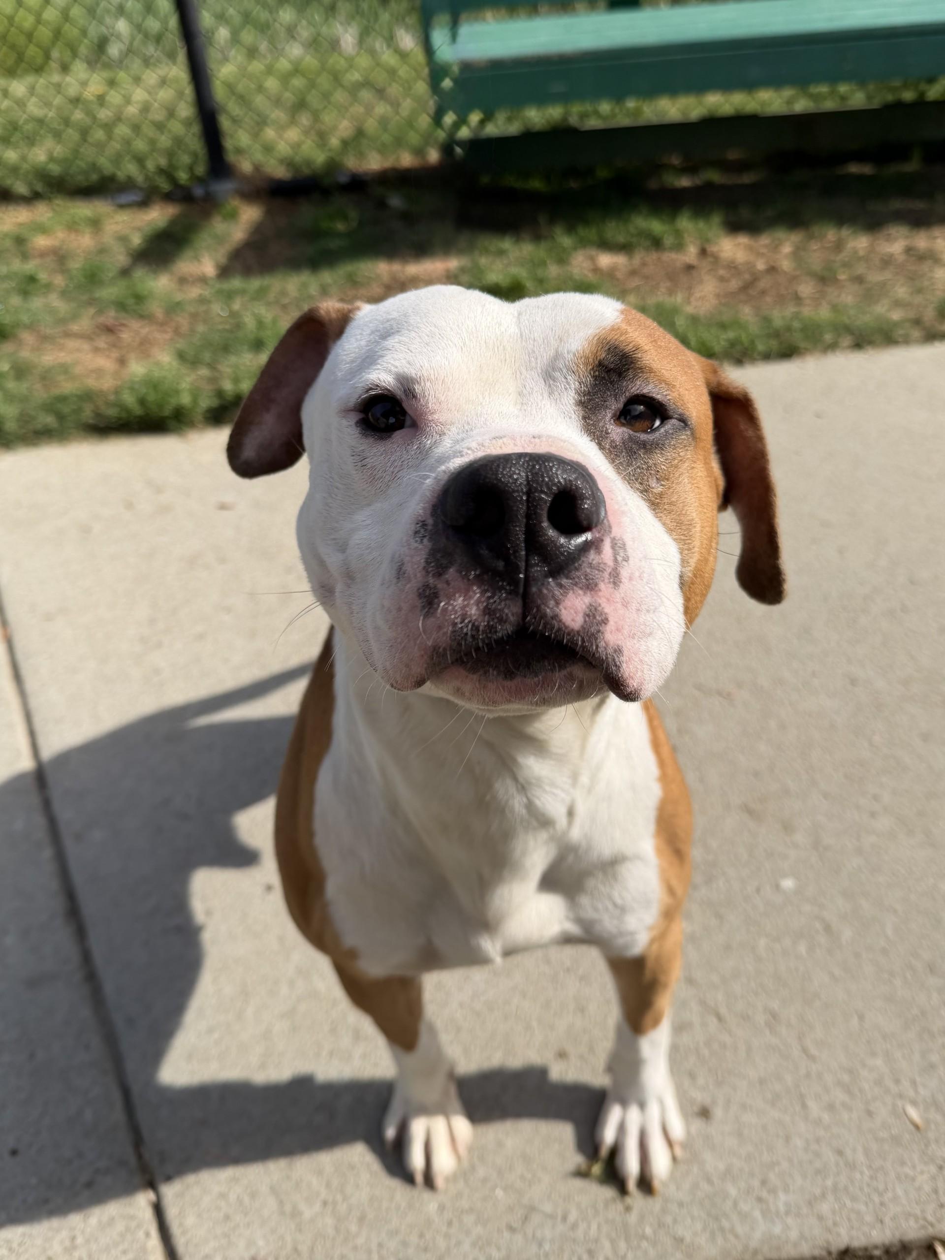 Enlarge Buster, a ADOPTABLE mixed breed in Suffolk, VA image 1/1