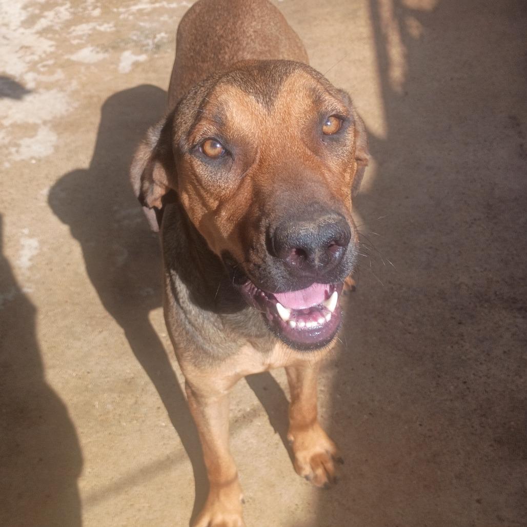 Enlarge Bonnie Barker, a Adoptable mixed breed in Batson, TX image 1/1