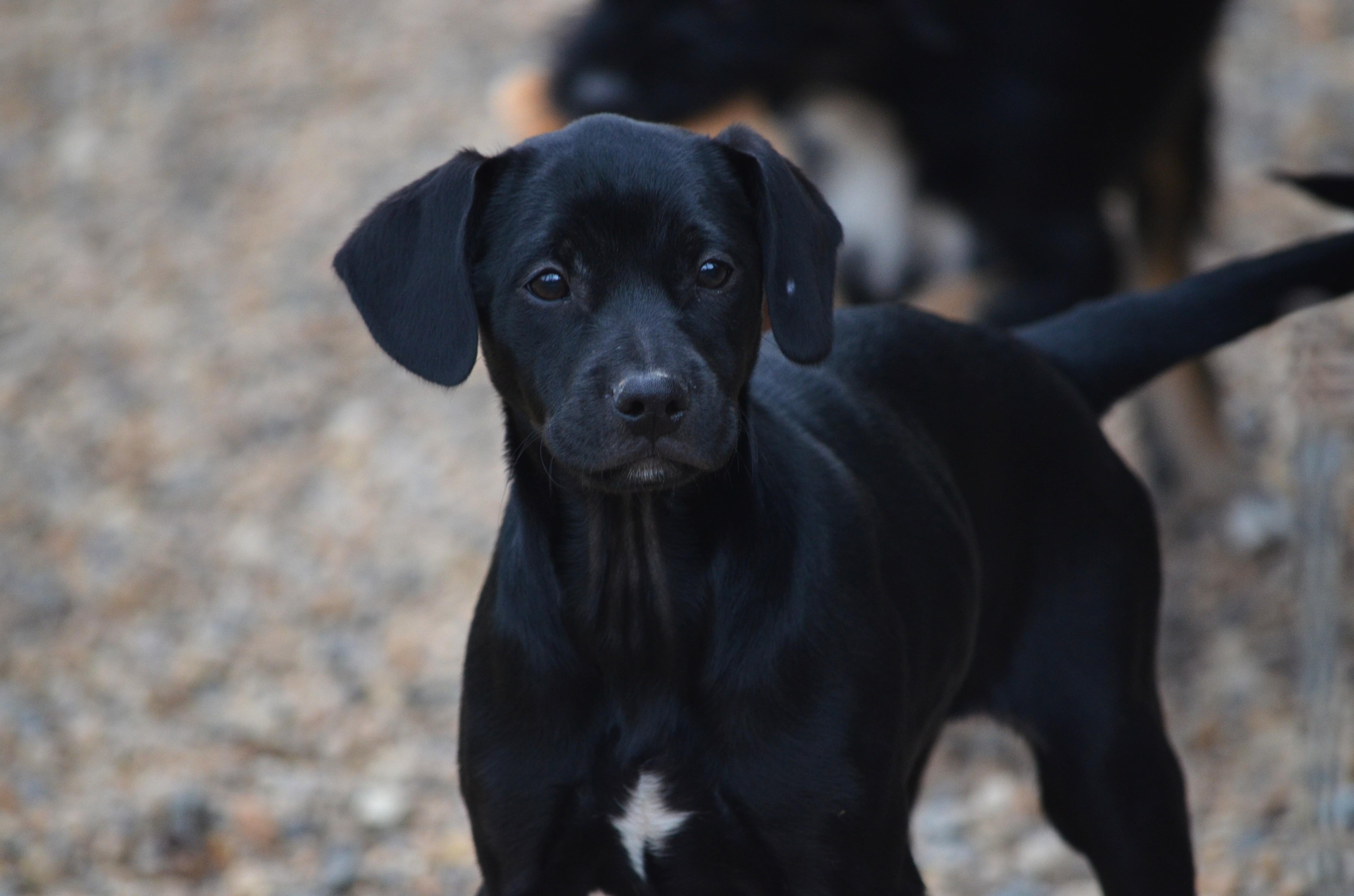 Enlarge Maya, a ADOPTABLE mixed breed in Amissville, VA image 2/2