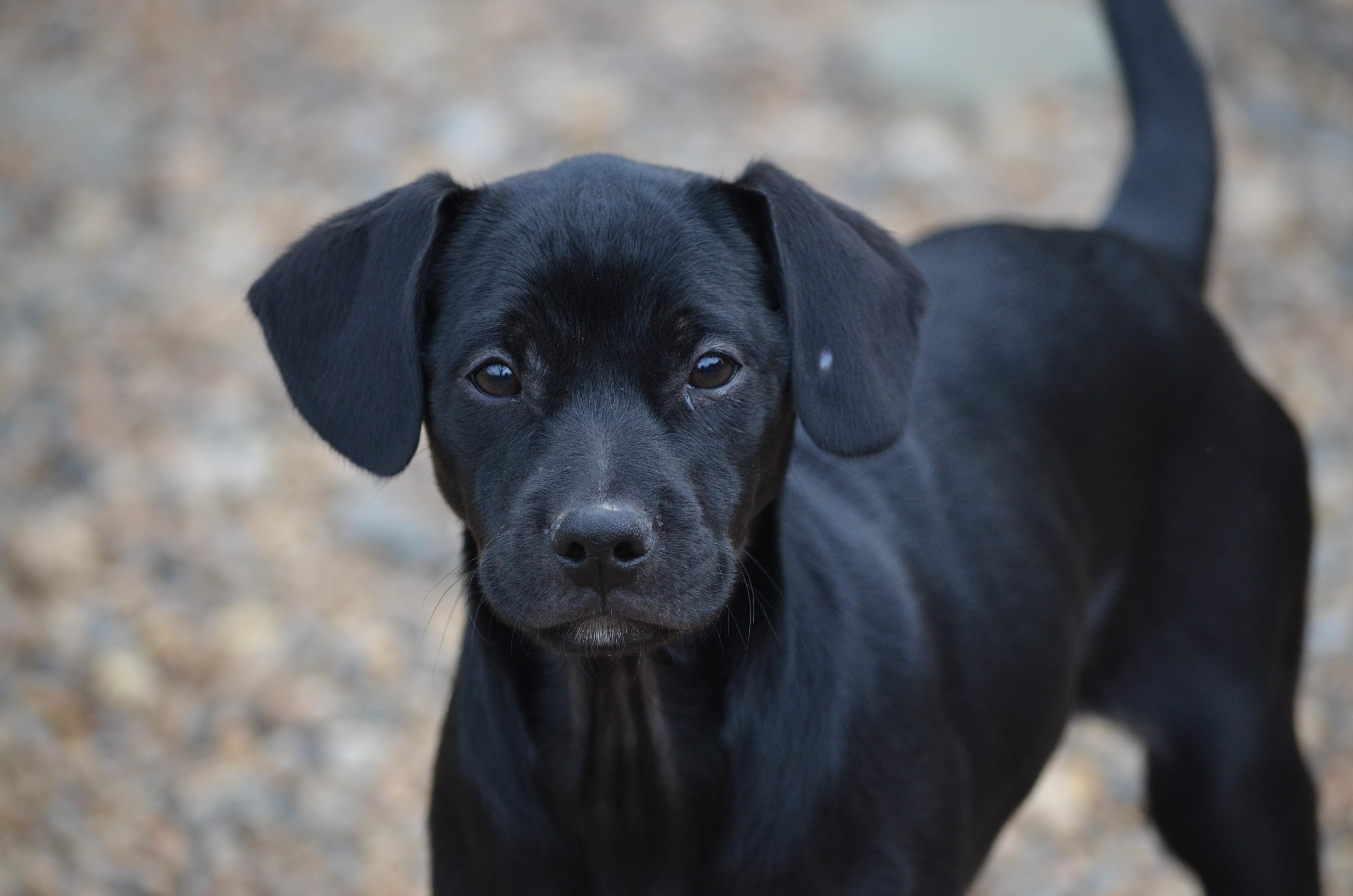 Maya, ADOPTABLE, Puppy Female Doberman Pinscher.