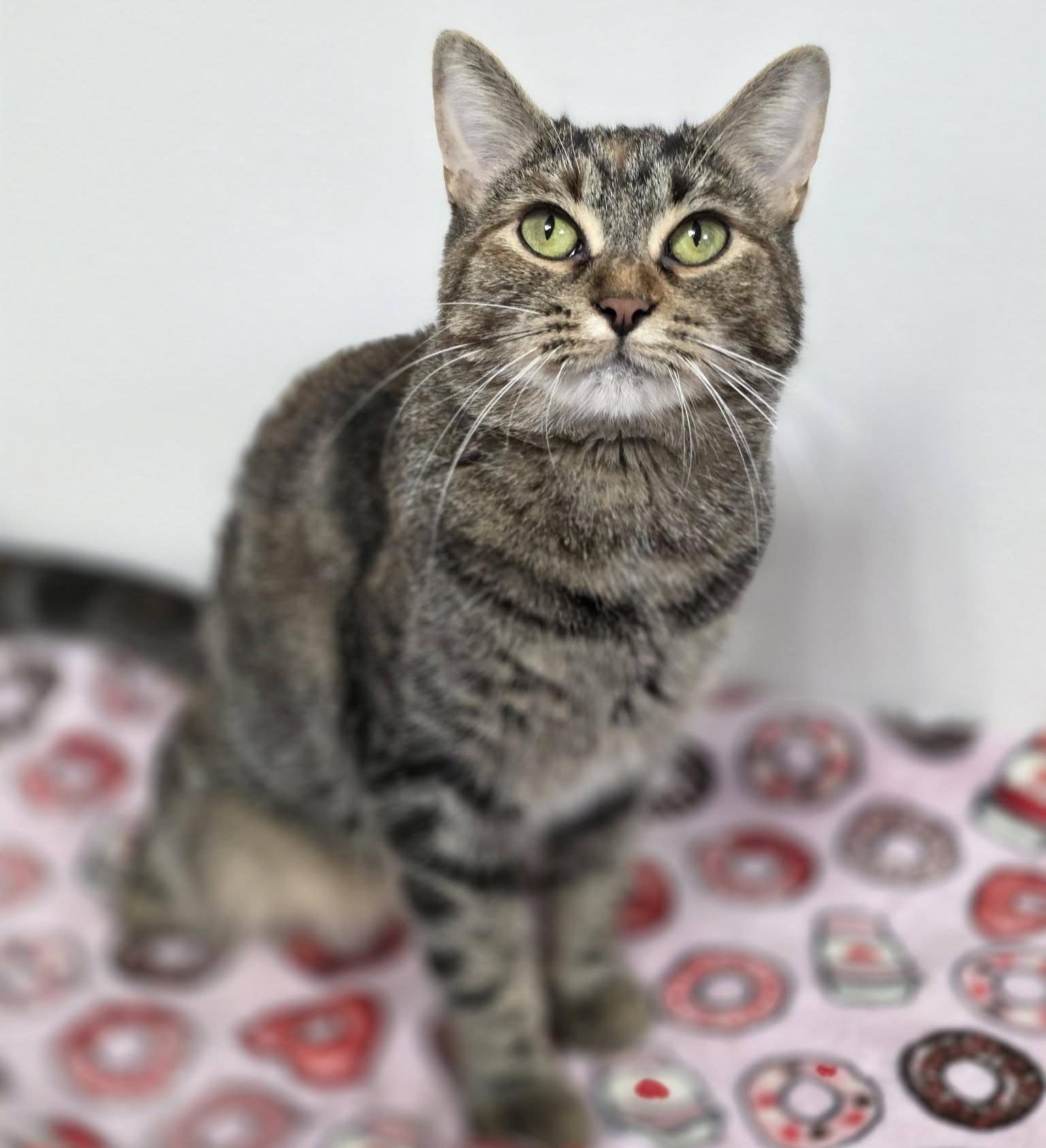 Lexi, Adoptable, Young Female Domestic Short Hair.