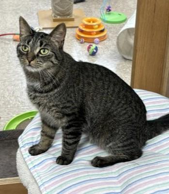Enlarge Lexi, a Adoptable Domestic Short Hair in Grand Rapids, MI image 3/5